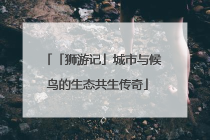 「狮游记」城市与候鸟的生态共生传奇