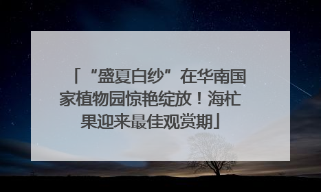“盛夏白纱”在华南国家植物园惊艳绽放！海杧果迎来最佳观赏期