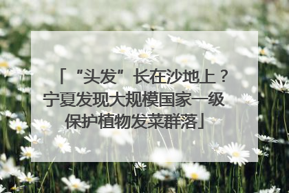 “头发”长在沙地上？宁夏发现大规模国家一级保护植物发菜群落