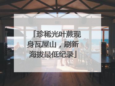 珍稀光叶蕨现身瓦屋山，刷新海拔最低纪录