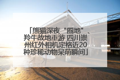 熊猫深夜“圈地”、羚牛故地重游 四川崇州红外相机定格近20种珍稀动物呆萌瞬间