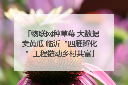 物联网种草莓 大数据卖黄瓜 临沂“四雁孵化”工程链动乡村共富