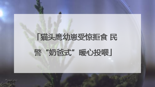 猫头鹰幼崽受惊拒食 民警“奶爸式”暖心投喂