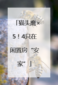 猫头鹰×5！4只在闲置房“安家”