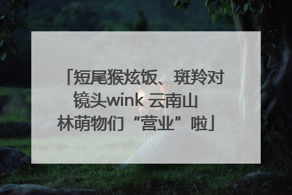短尾猴炫饭、斑羚对镜头wink 云南山林萌物们“营业”啦
