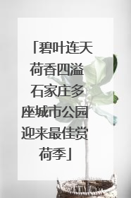 碧叶连天 荷香四溢 石家庄多座城市公园迎来最佳赏荷季