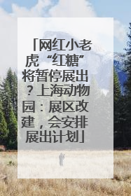 网红小老虎“红糖”将暂停展出？上海动物园：展区改建，会安排展出计划