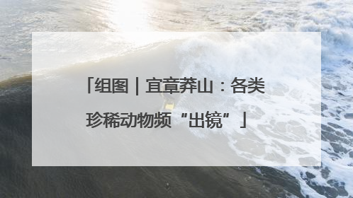 组图｜宜章莽山：各类珍稀动物频“出镜”