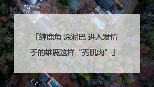 缠鹿角 涂泥巴 进入发情季的雄鹿这样“秀肌肉”