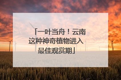 一叶当舟！云南这种神奇植物进入最佳观赏期