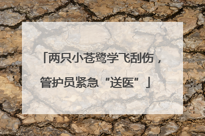 两只小苍鹭学飞刮伤，管护员紧急“送医”