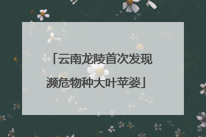 云南龙陵首次发现濒危物种大叶苹婆