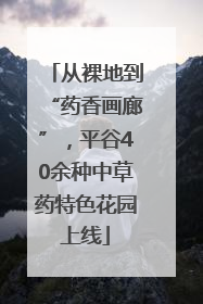 从裸地到“药香画廊”，平谷40余种中草药特色花园上线
