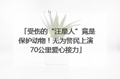 受伤的“汪星人”竟是保护动物！无为警民上演70公里爱心接力