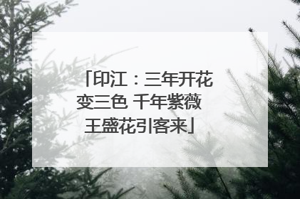 印江：三年开花变三色 千年紫薇王盛花引客来