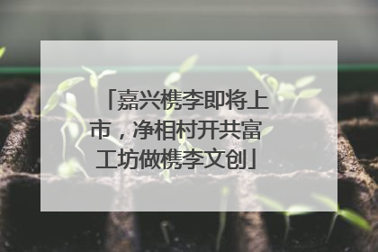 嘉兴槜李即将上市，净相村开共富工坊做槜李文创