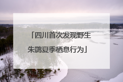 四川首次发现野生朱鹮夏季栖息行为