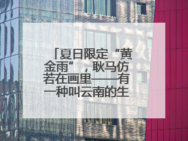 夏日限定“黄金雨”，耿马仿若在画里——有一种叫云南的生活之365天