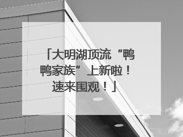 大明湖顶流“鸭鸭家族”上新啦！速来围观！