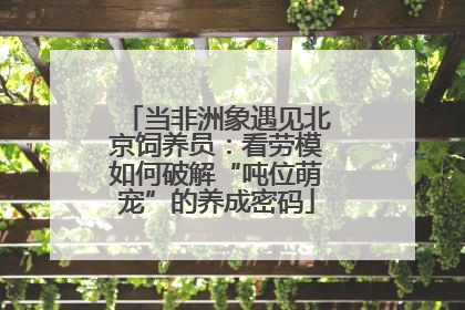 当非洲象遇见北京饲养员：看劳模如何破解“吨位萌宠”的养成密码