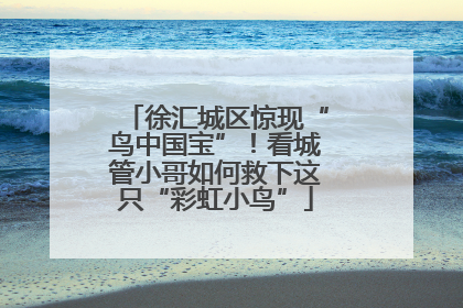 徐汇城区惊现“鸟中国宝”！看城管小哥如何救下这只“彩虹小鸟”