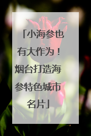 小海参也有大作为！烟台打造海参特色城市名片