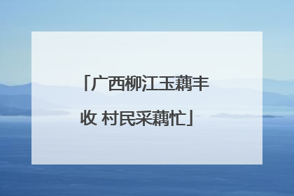 广西柳江玉藕丰收 村民采藕忙