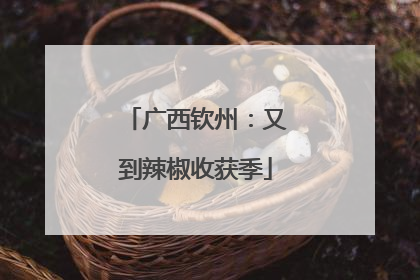 广西钦州：又到辣椒收获季