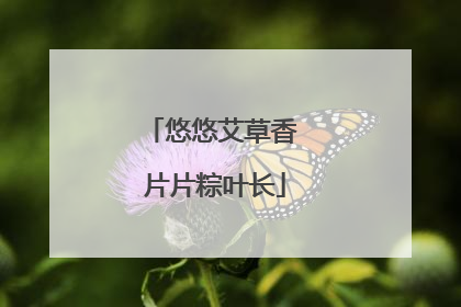 悠悠艾草香 片片粽叶长