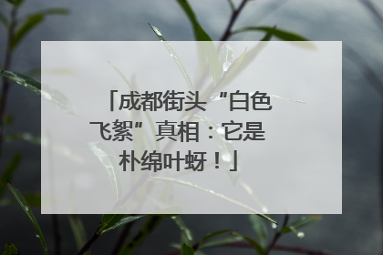 成都街头“白色飞絮”真相：它是朴绵叶蚜！