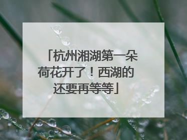 杭州湘湖第一朵荷花开了！西湖的还要再等等