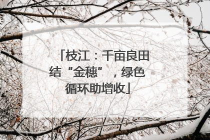 枝江：千亩良田结“金穗”，绿色循环助增收