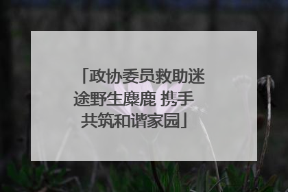 政协委员救助迷途野生麋鹿 携手共筑和谐家园