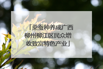 桑蚕种养成广西柳州柳江区民众增收致富特色产业