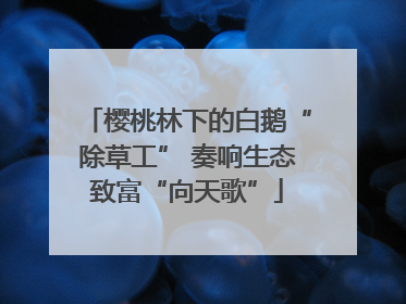 樱桃林下的白鹅“除草工” 奏响生态致富“向天歌”
