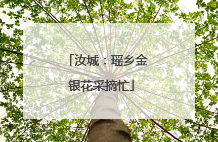 汝城：瑶乡金银花采摘忙