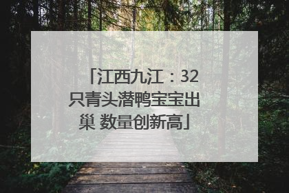 江西九江：32只青头潜鸭宝宝出巢 数量创新高