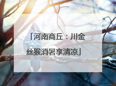 河南商丘：川金丝猴消暑享清凉