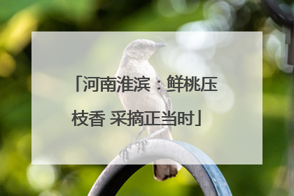 河南淮滨：鲜桃压枝香 采摘正当时