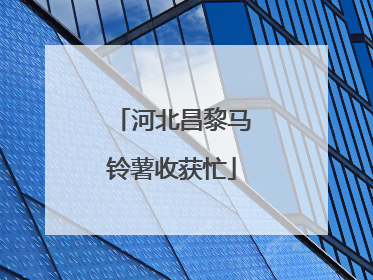河北昌黎马铃薯收获忙