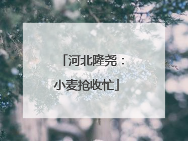 河北隆尧：小麦抢收忙