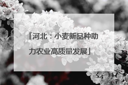 河北：小麦新品种助力农业高质量发展