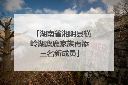 湖南省湘阴县横岭湖麋鹿家族再添三名新成员
