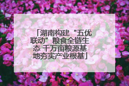 湖南构建“五优联动”粮食全链生态 千万亩粮源基地夯实产业根基