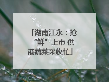 湖南江永：抢“鲜”上市 供港蔬菜采收忙