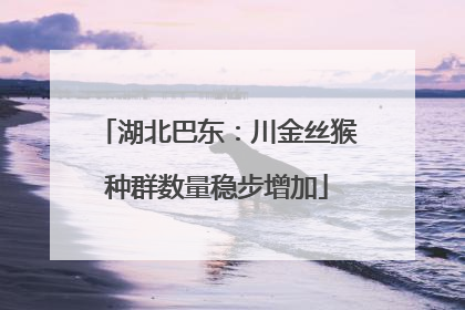 湖北巴东：川金丝猴种群数量稳步增加