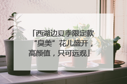 西湖边夏季限定款“臭美”花儿盛开，高颜值，只可远观
