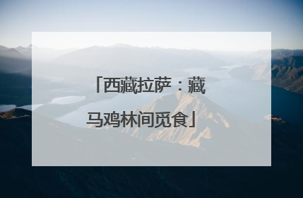 西藏拉萨：藏马鸡林间觅食