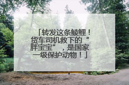 转发这条鲮鲤！货车司机救下的“胖宝宝”，是国家一级保护动物！