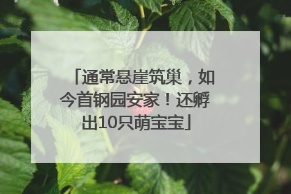 通常悬崖筑巢，如今首钢园安家！还孵出10只萌宝宝